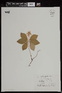 Cornus canadensis image