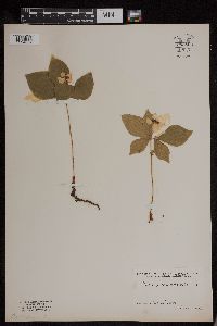 Cornus canadensis image