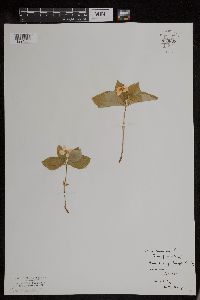 Cornus canadensis image