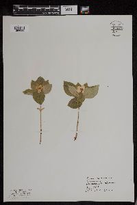 Cornus canadensis image