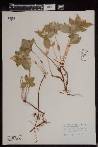 Cornus canadensis image