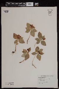 Cornus canadensis image