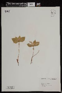Cornus canadensis image