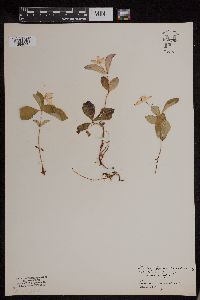 Cornus canadensis image