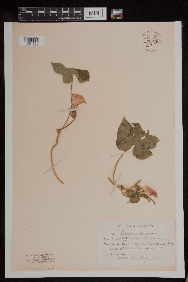 Ipomoea hederacea image