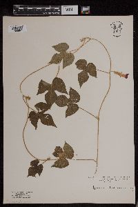 Ipomoea hederacea image