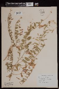Convolvulus arvensis image