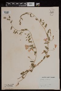 Convolvulus arvensis image