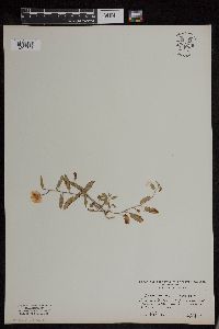 Convolvulus arvensis image