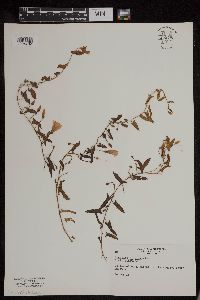 Convolvulus arvensis image