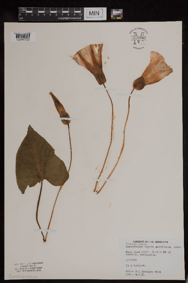 Calystegia sepium subsp. americana image