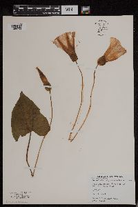 Calystegia sepium image