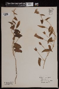 Calystegia sepium image