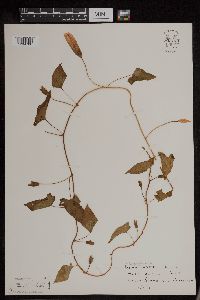 Calystegia sepium image