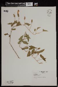 Calystegia sepium image