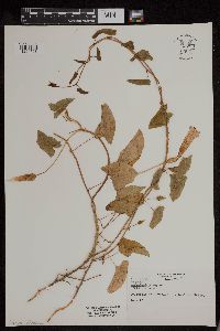 Calystegia sepium image