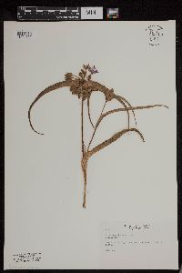 Tradescantia bracteata image