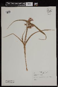 Tradescantia bracteata image