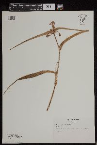 Tradescantia bracteata image