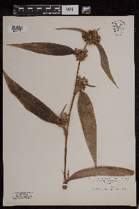 Media resource of Tradescantia subaspera