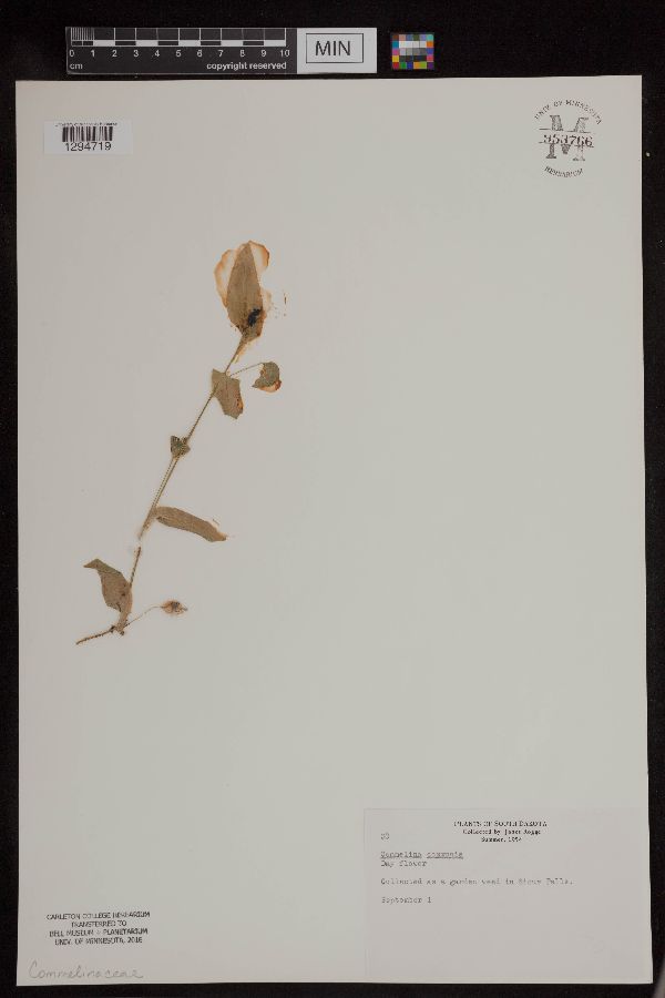 Commelina communis image