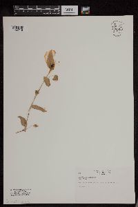 Media resource of Commelina communis