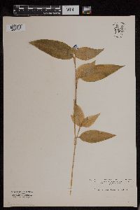 Commelina communis image