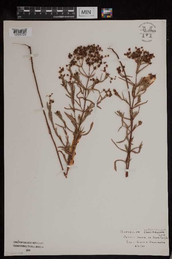 Hypericum sphaerocarpum image