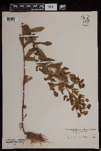 Hypericum punctatum image