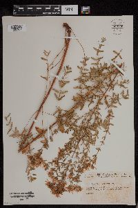 Hypericum punctatum image