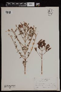 Hypericum perforatum image