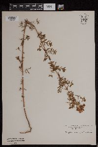 Hypericum perforatum image