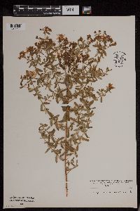 Hypericum perforatum image