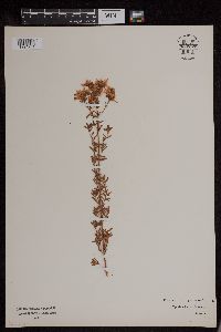 Media resource of Hypericum perforatum