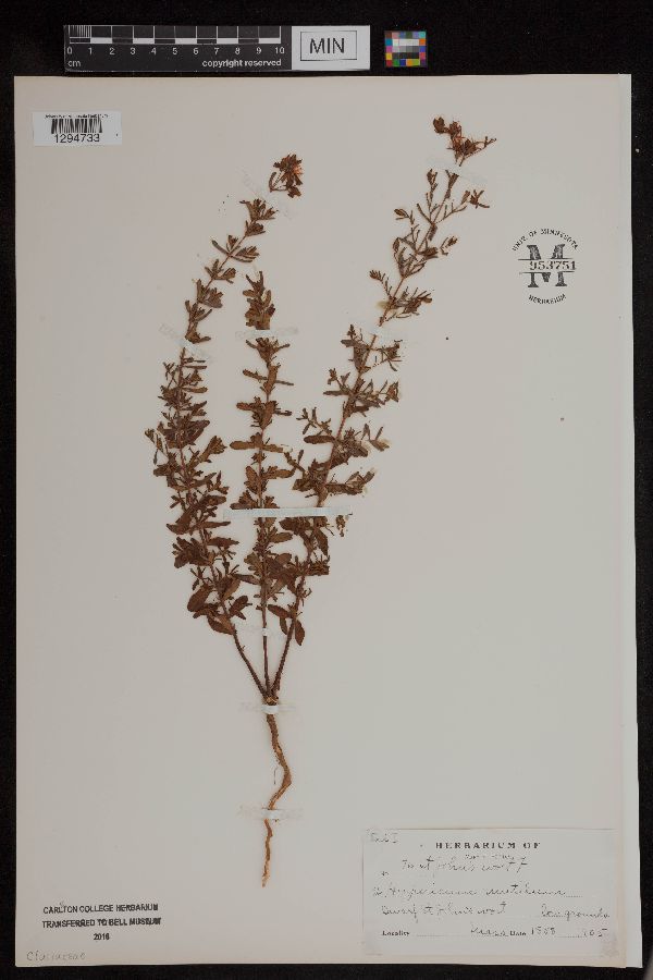 Hypericum mutilum image