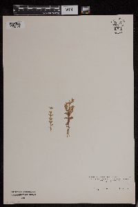 Hypericum mutilum image