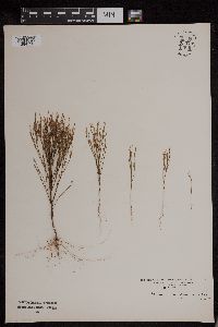 Hypericum gentianoides image
