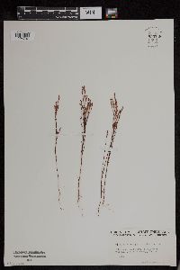 Hypericum gentianoides image