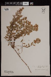 Media resource of Hypericum hypericoides