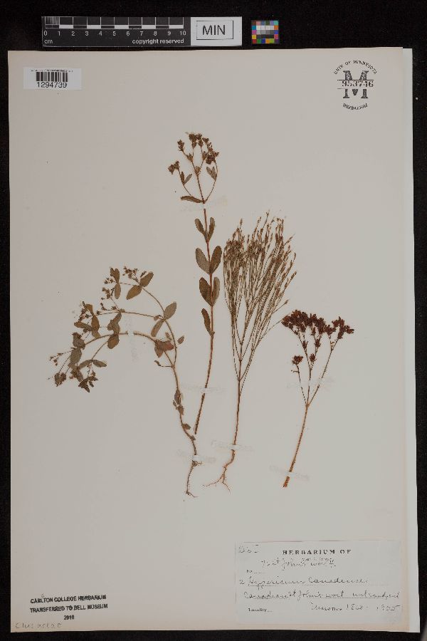 Hypericum canadense image