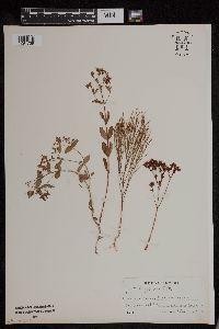 Media resource of Hypericum canadense