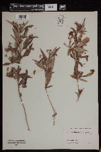 Hypericum ascyron subsp. pyramidatum image