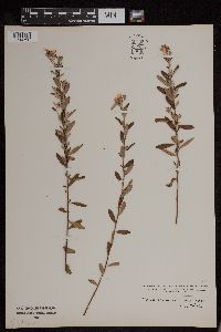 Media resource of Crocanthemum canadense