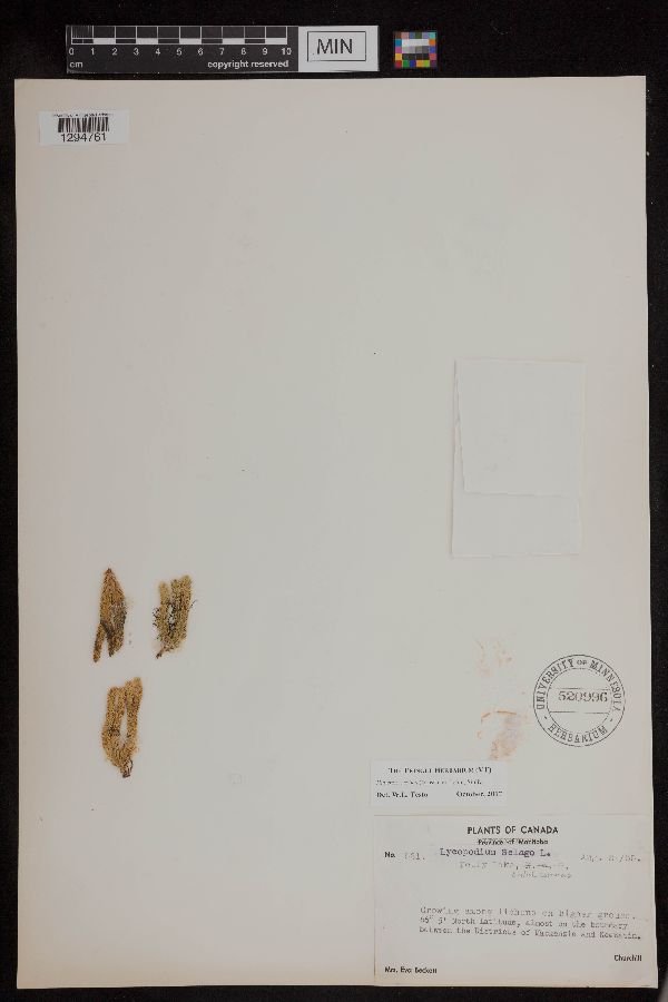 Huperzia arctica image