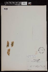 Image of Huperzia arctica