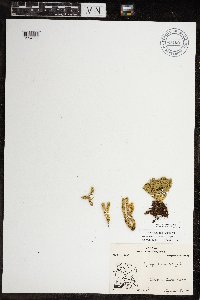 Huperzia arctica image