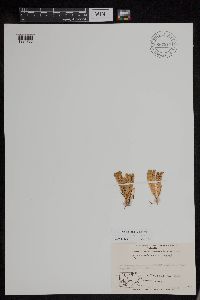 Huperzia arctica image