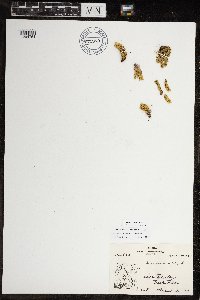 Huperzia arctica image