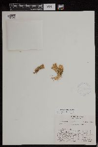 Huperzia arctica image