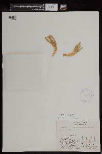 Huperzia arctica image